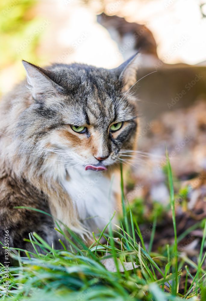 Closeup portrait of calico maine coon cat outside eating green grass
