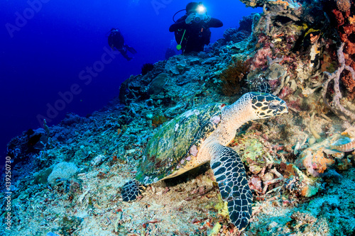Hawksbill Turtle and SCUBA divers on a tropical coral reef