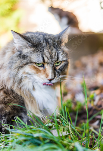 Closeup portrait of calico maine coon cat outside eating green grass