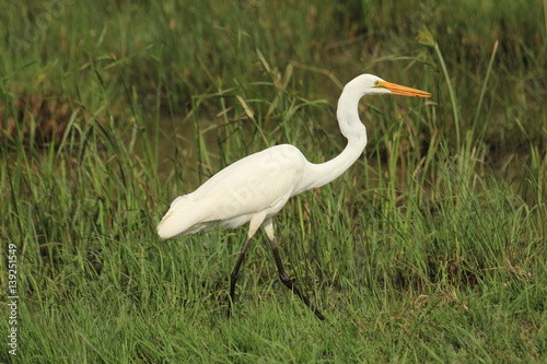 White egret in Kenya