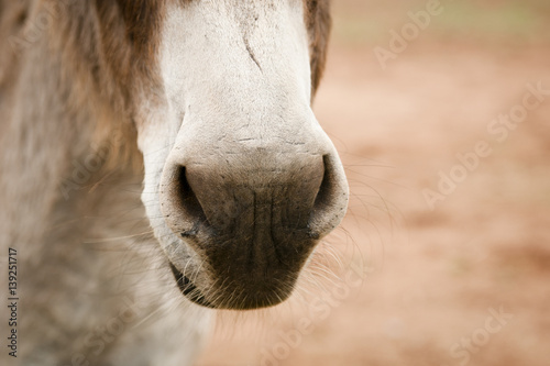 Donkey Nose © Lisa Lardy