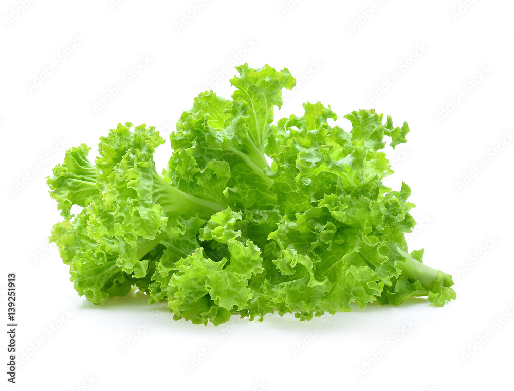 Green oak lettuce isolated on white background. Green oak lettuce isolated on white background.