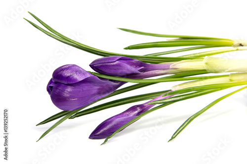 Crocus flower in the spring isolated on white  selective focus 