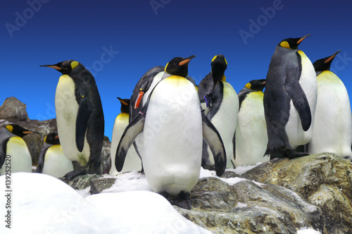 Pinguine in der Gruppe