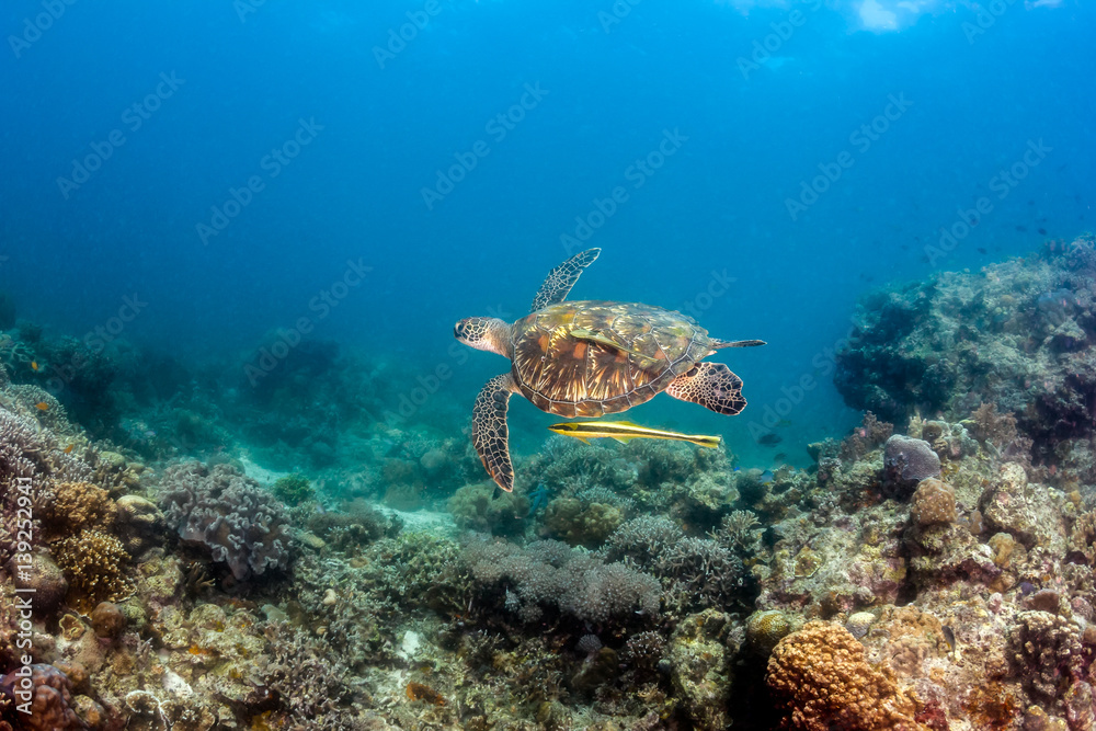 Fototapeta premium Sea Turtle Swimming Over a Tropical Reef