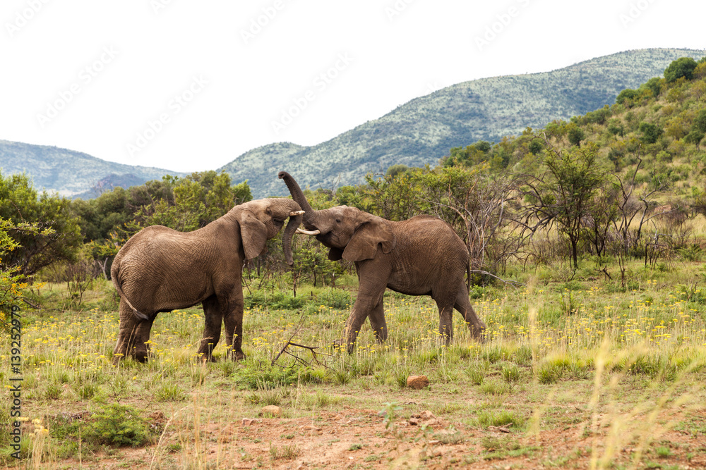 Pilanesburg National Park, South Africa Pilanesburg National Park, South Africa
