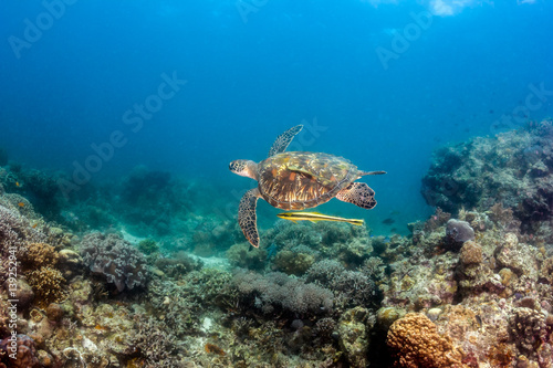 Sea Turtle Swimming Over a Tropical Reef
