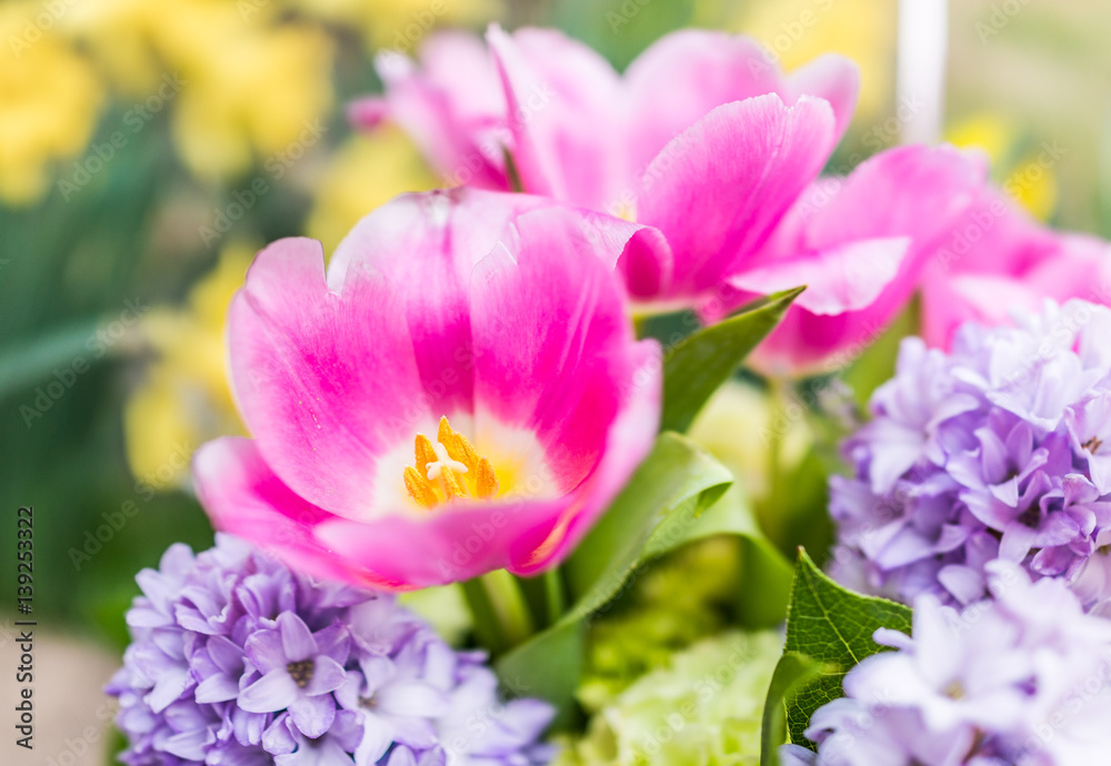 Open pink tulip bouquet with blue purple hyacinth flowers Open pink tulip bouquet with blue purple hyacinth flowers