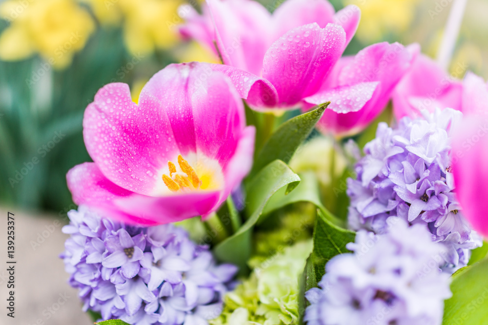 Open pink tulip bouquet with blue purple hyacinth flowers and water drops Open pink tulip bouquet with blue purple hyacinth flowers and water drops