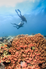 Foto auf Acrylglas Tauchen SCUBA divers swimming over a tropical coral reef  © whitcomberd