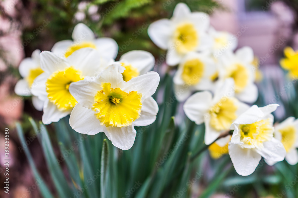 Many open white and yellow daffodil flowers with water drops Many open white and yellow daffodil flowers with water drops