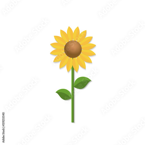 Fototapeta Naklejka Na Ścianę i Meble -  Sunflower isolated on white background. 