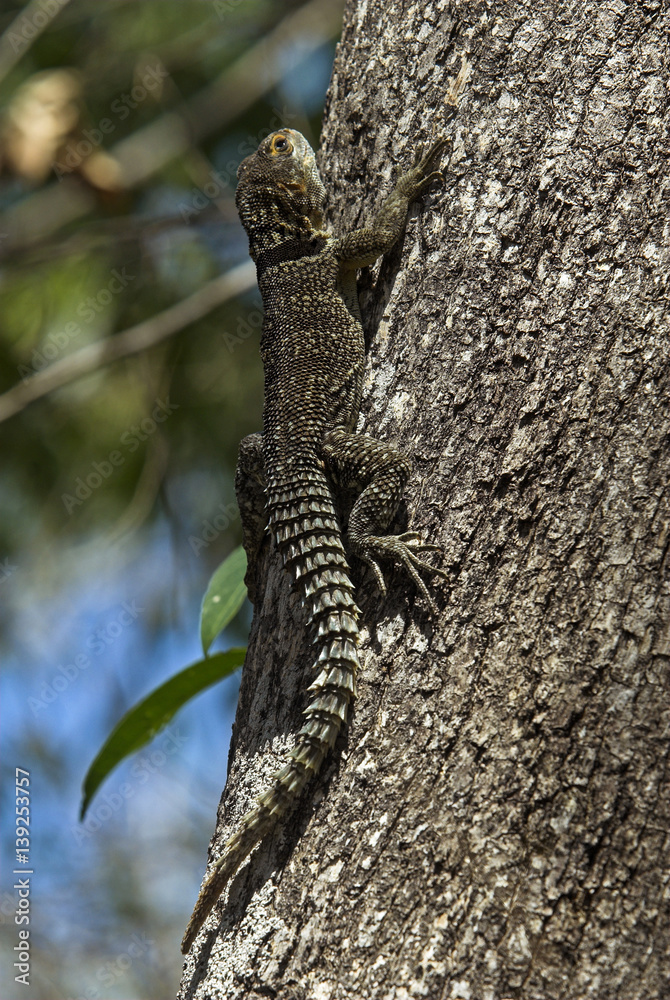 Oplurus de Cuvier, Oplurus cuvieri, Madagascar Stock Photo | Adobe Stock