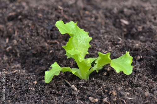 jeune plant de salade planté dans la terre