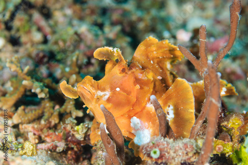 Paddle Flap Scorpionfish photo