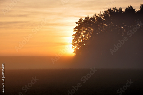 Beautiful morning landscape. Coniferous forest and field in the fog against a rising sun.