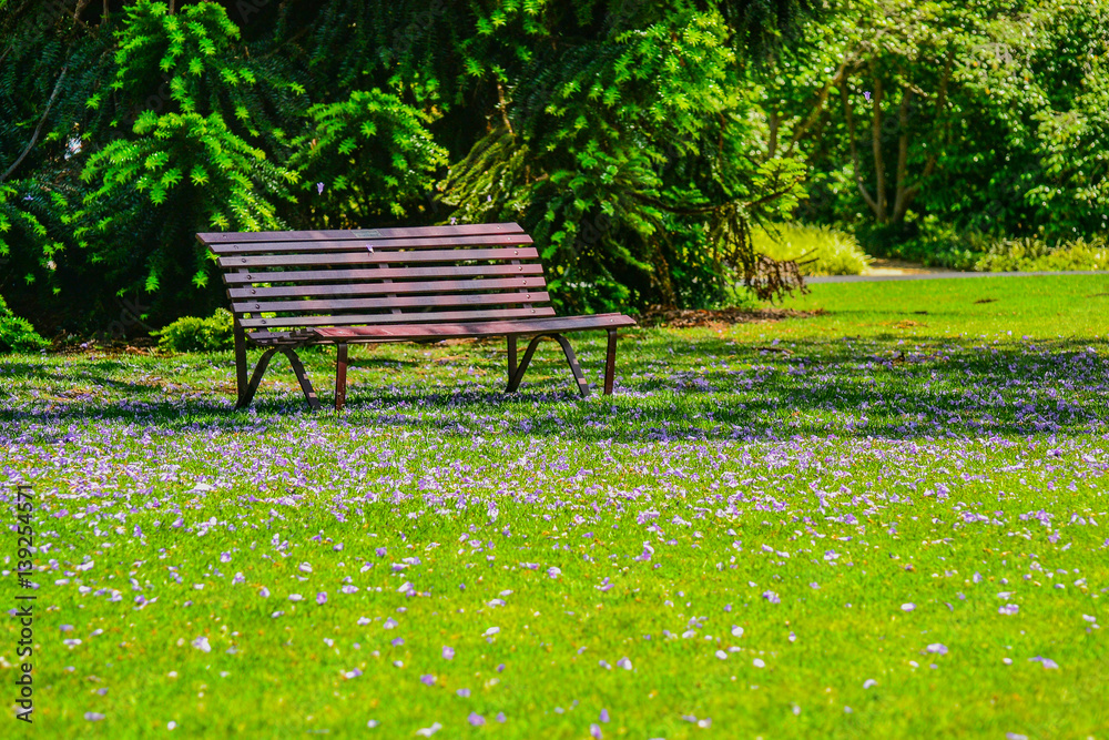 Jacaranda in the Royal Botanic gardens Melbourne Jacaranda in the Royal Botanic gardens Melbourne