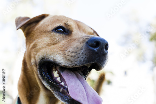 Smiling Dog in Park