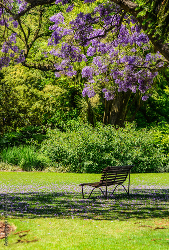 Jacaranda in the Royal Botanic gardens Melbourne