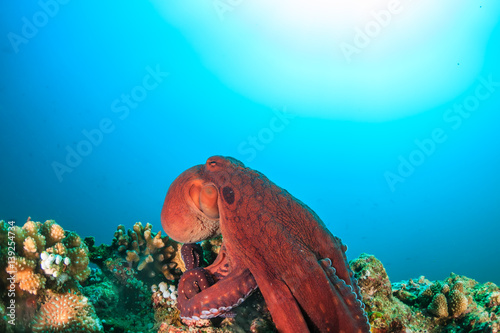 Large Octopus on a coral reef