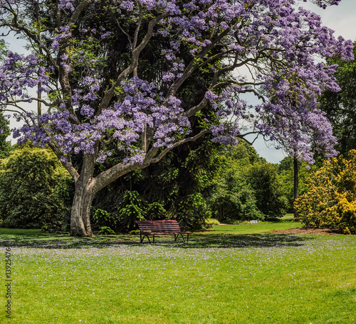Jacaranda in the Royal Botanic gardens Melbourne
