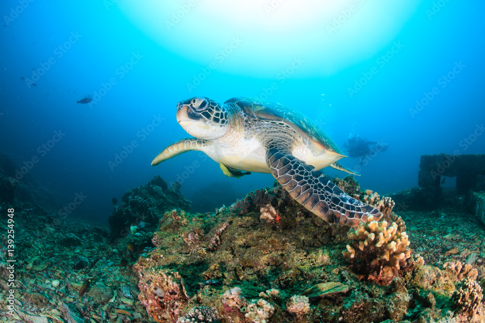 Green Turtle swimming on a reef Green Turtle swimming on a reef