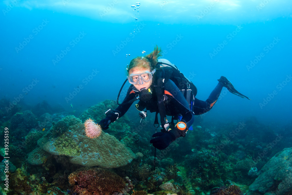 SCUBA diver collecting Crown of Thorns starfish. The predators can cause huge damage to coral reefs if unchecked. SCUBA diver collecting Crown of Thorns starfish. The predators can cause huge damage to coral reefs if unchecked.