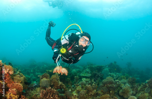 SCUBA diver collecting Crown of Thorns