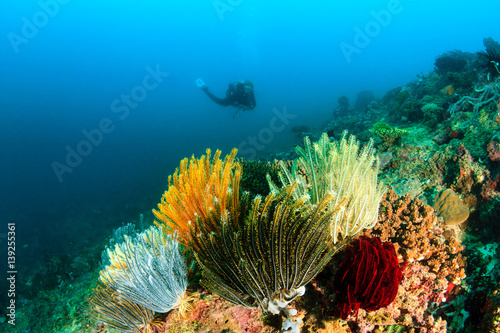 A SCUBA diver near colorful feather stars on a tropical coral reef