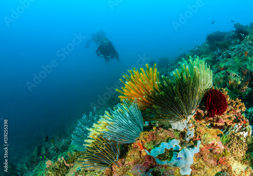 SCUBA divers near colorful feather stars on a tropical coral reef