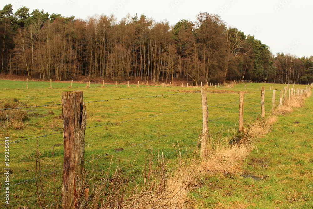 Zaun für Viehweide mit Wald im Hintergrund