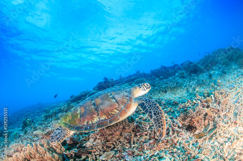 Green Turtle swimming over a tropical coral reef