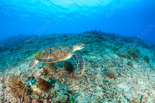 Green Turtle swimming over a tropical coral reef © whitcomberd