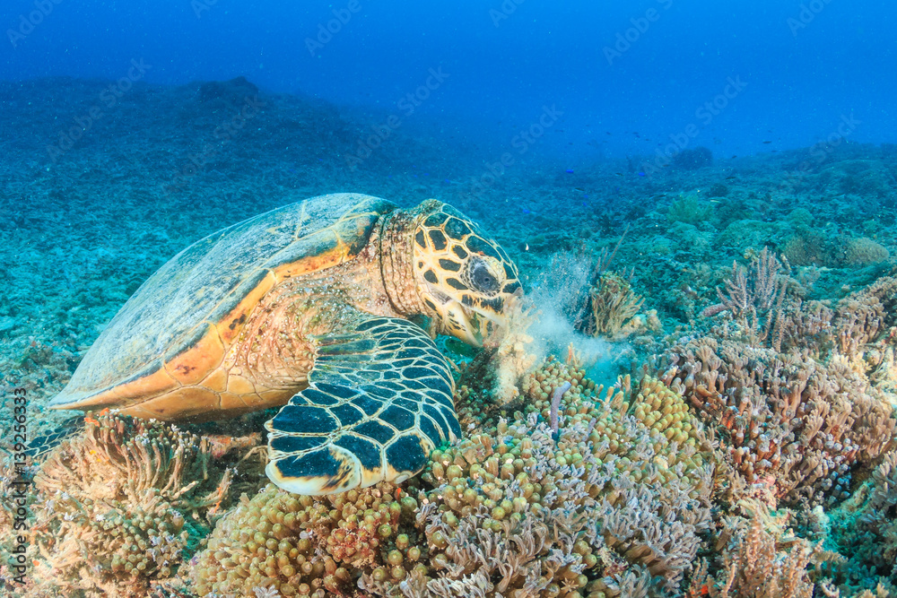 Hawksbill Turtle creates a cloud of silt as it feeds on a tropical coral reef Hawksbill Turtle creates a cloud of silt as it feeds on a tropical coral reef