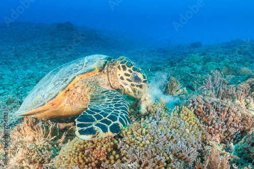 Hawksbill Turtle creates a cloud of silt as it feeds on a tropical coral reef