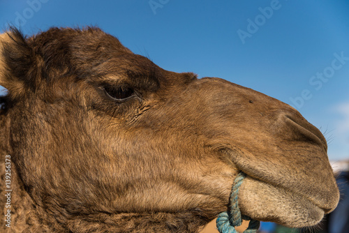Closeup of camel head in Moroccan desert