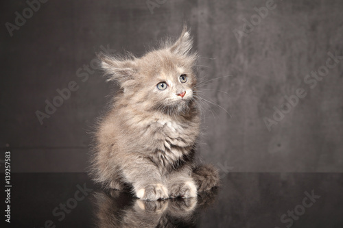 Canvastavla kitten sitting on white background