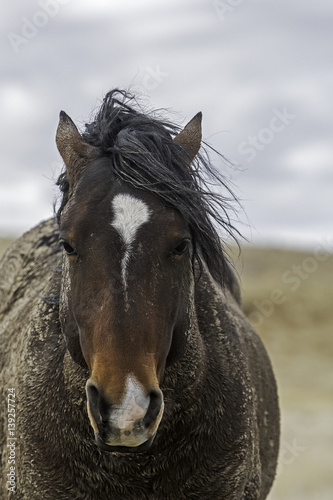 Horse Portrait © seread