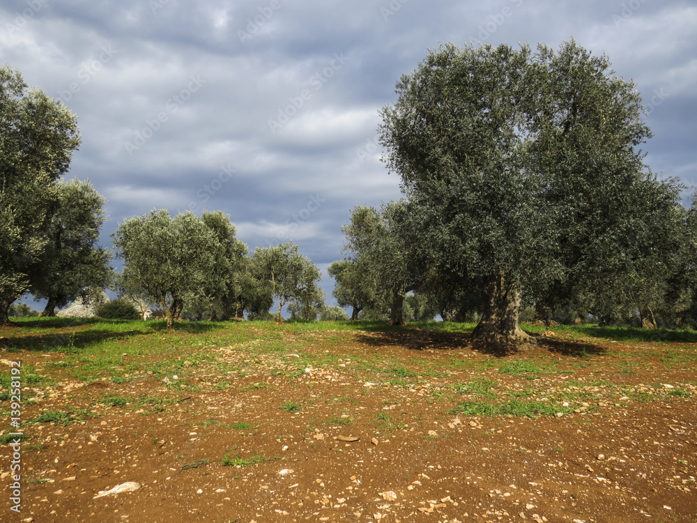 Puglia - Italia - alberi di ulivi