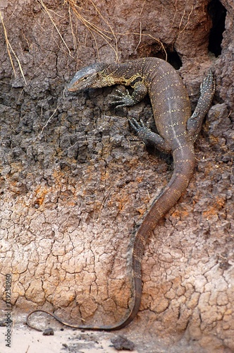 Wonderful Lizard in the Chobe National Park