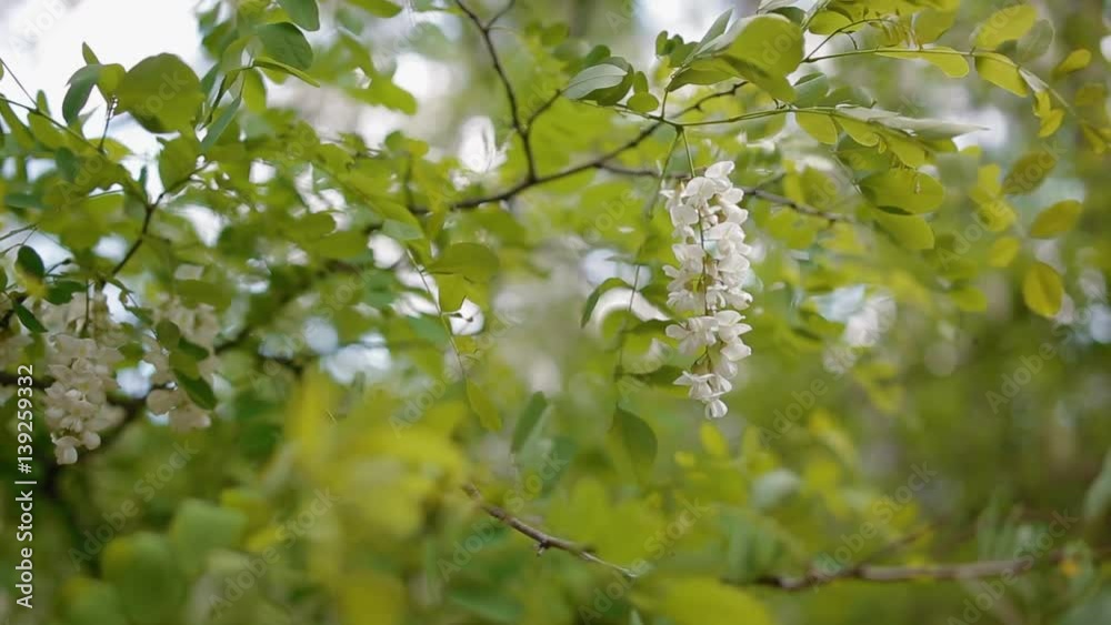 Acacia flowers in springtime with fresh foliage, Beautiful seasonal background. Acacia flowers in springtime with fresh foliage, Beautiful seasonal background.