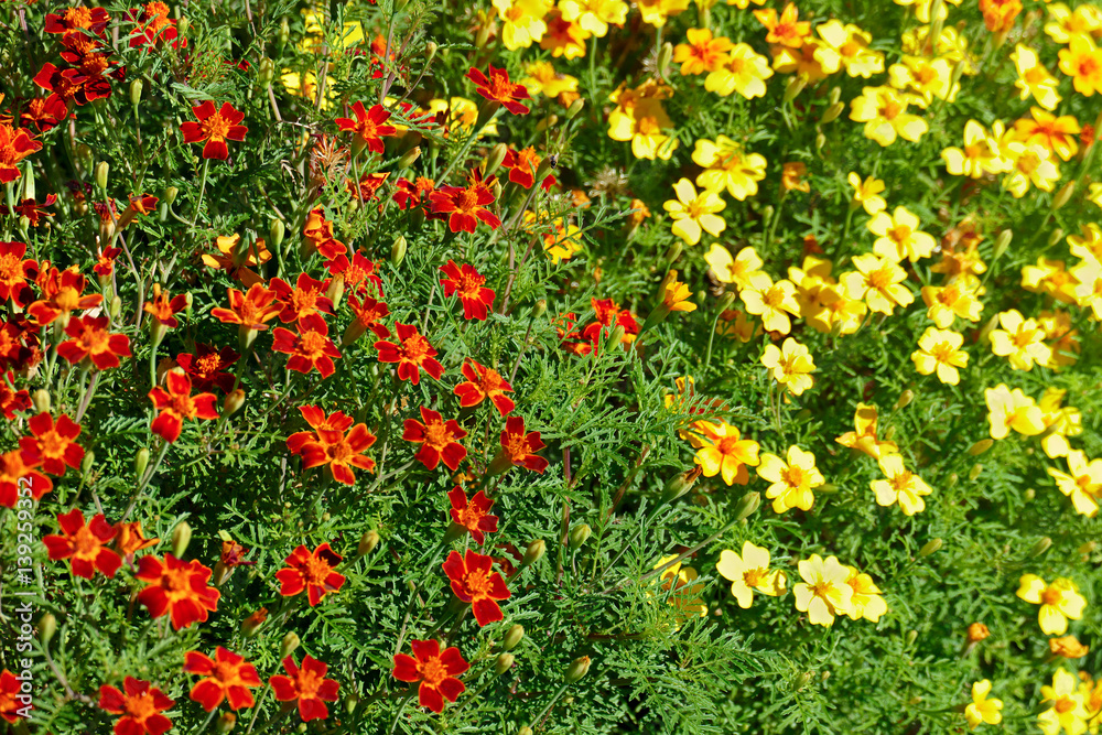 Bright colorful flowers marigolds. Floral background.