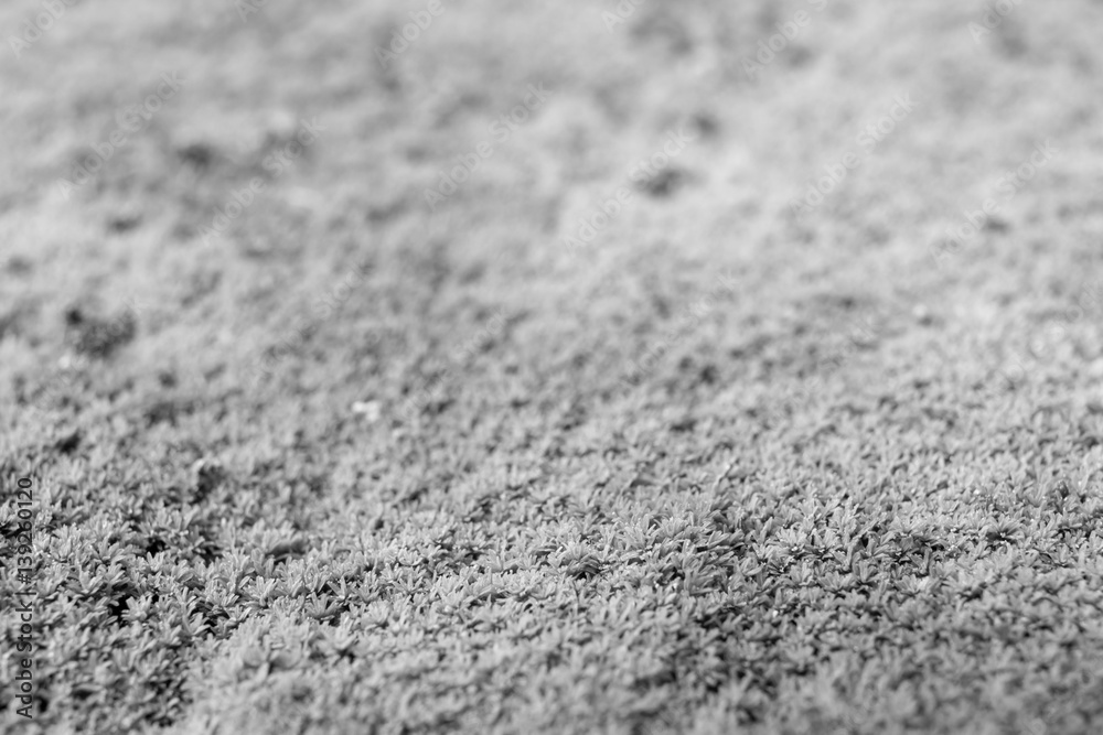 Green moss in Thailand - black and white Green moss in Thailand - black and white
