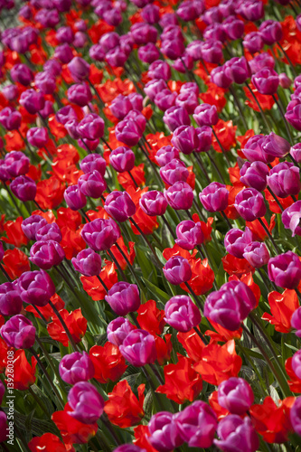 Tulips in spring,colourful tulip