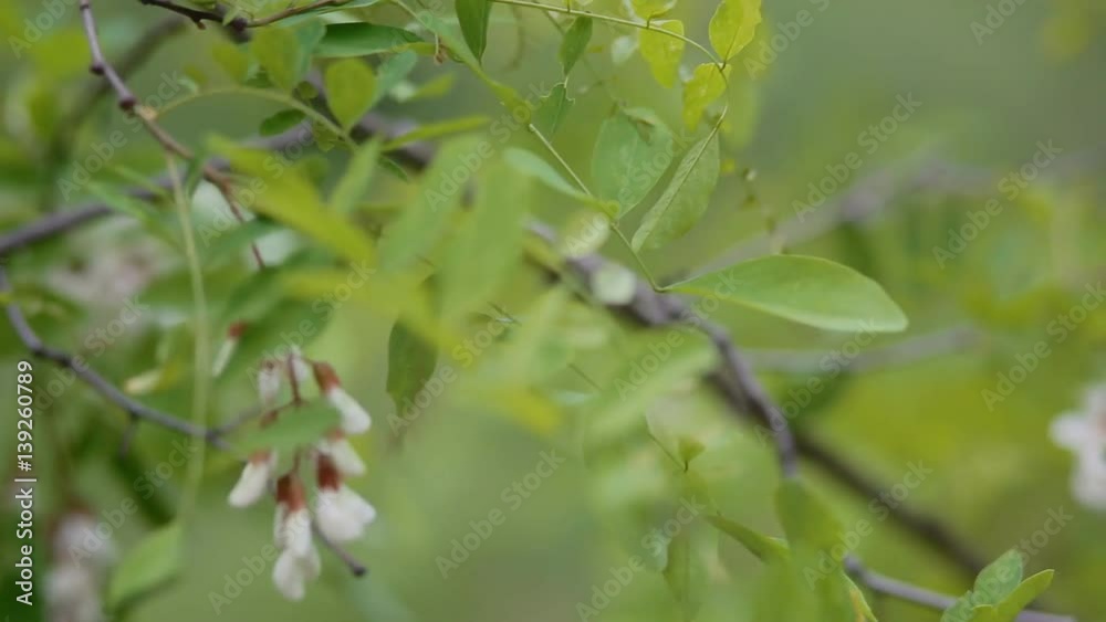 Acacia blossom. Springtime background Nobody scene Acacia blossom. Springtime background Nobody scene