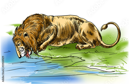 Lion Drinking Water