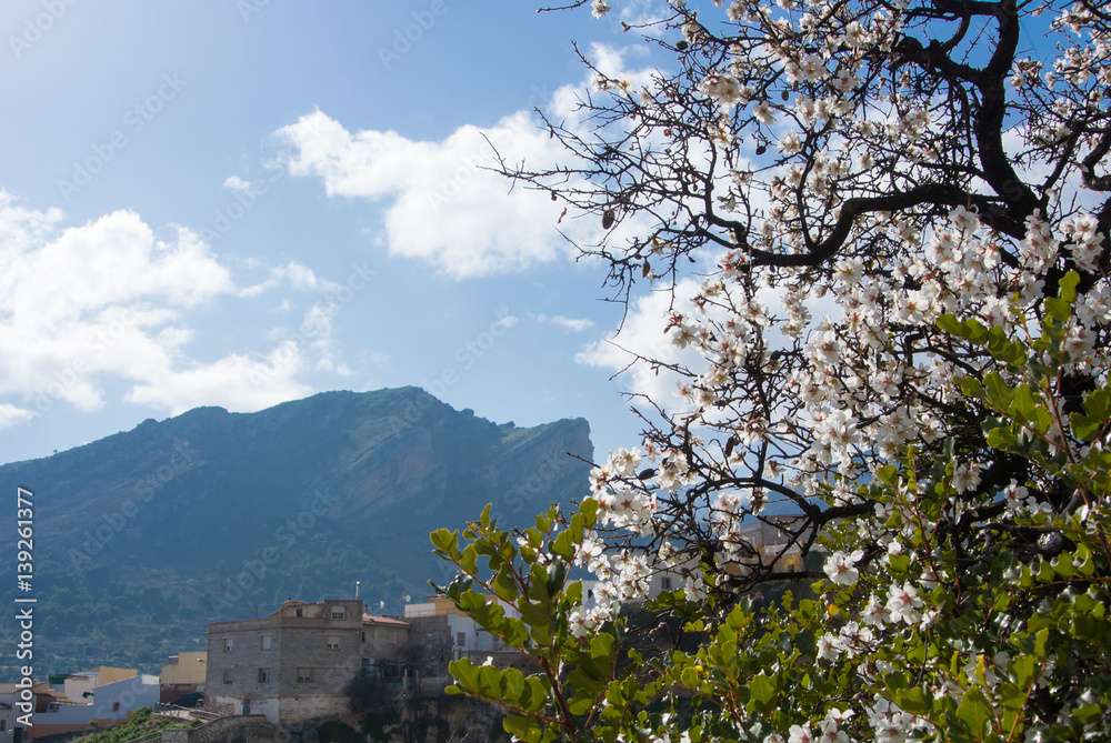 A blooming almond tree and on the hill and mountains on the background on spring day at the surroundings of Jaen, Andalusia, Spain.