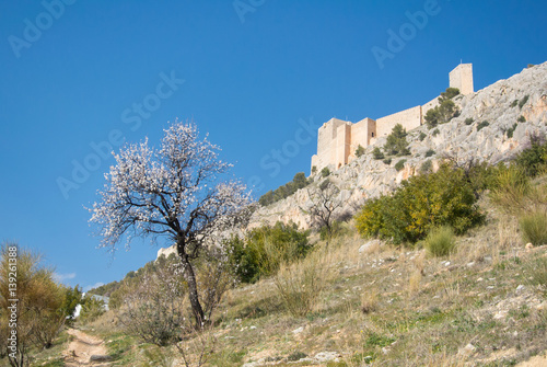 A blooming almond tree and an old castle on the hill on spring day at the surroundings of Jaen, Andalusia, Spain.