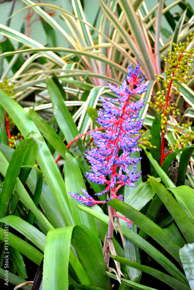 Fototapeta premium Aechmea dichlamydea