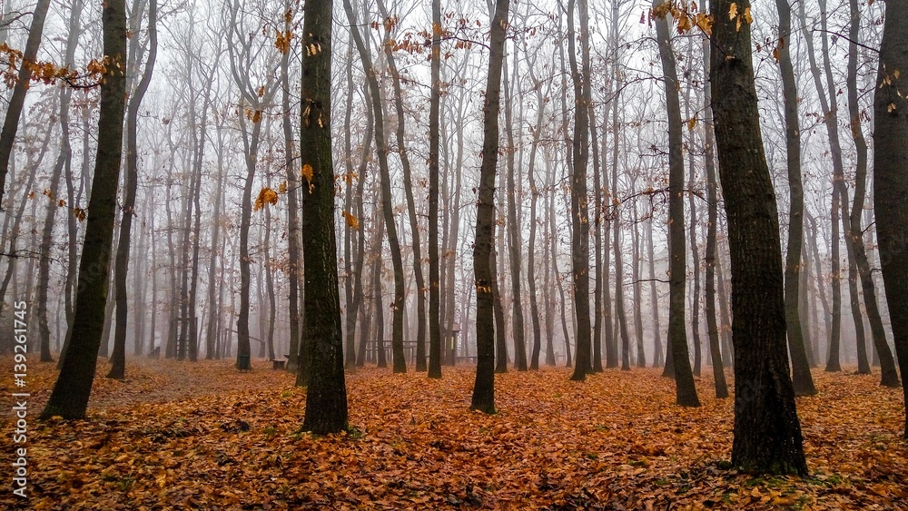 Dark Forest in the Fall with leaves on the ground Dark Forest in the Fall with leaves on the ground